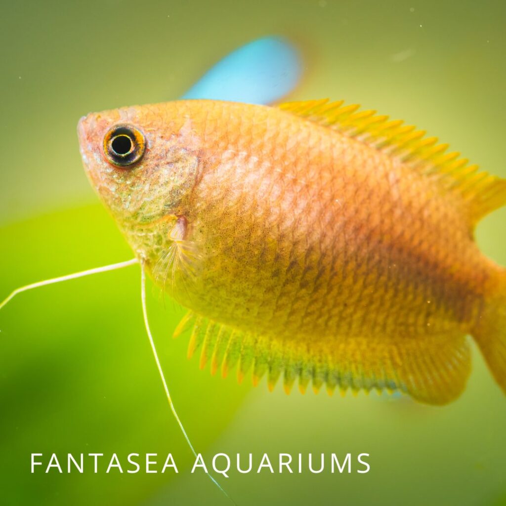 Honey gourami fish in an aquarium, close-up