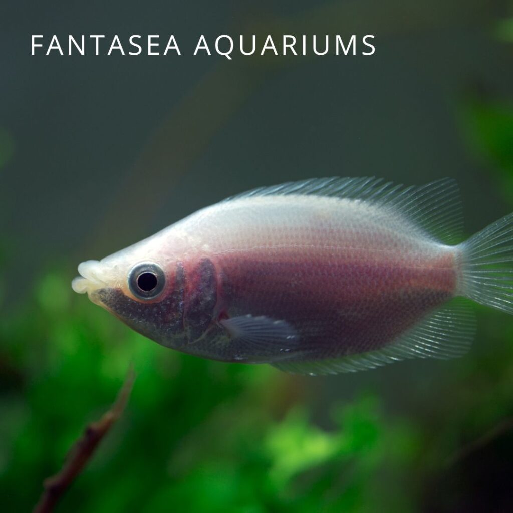 Male kissing gourami fish in aquarium