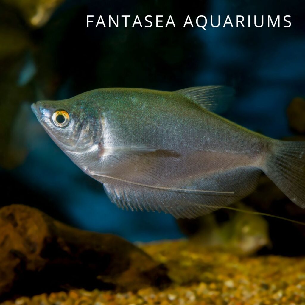 Moonlight gourami fish in an aquarium