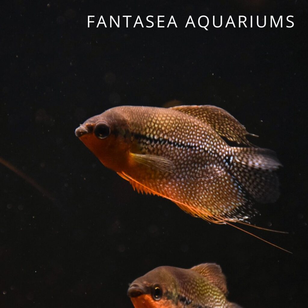 Two pearl gourami fish in an aquarium