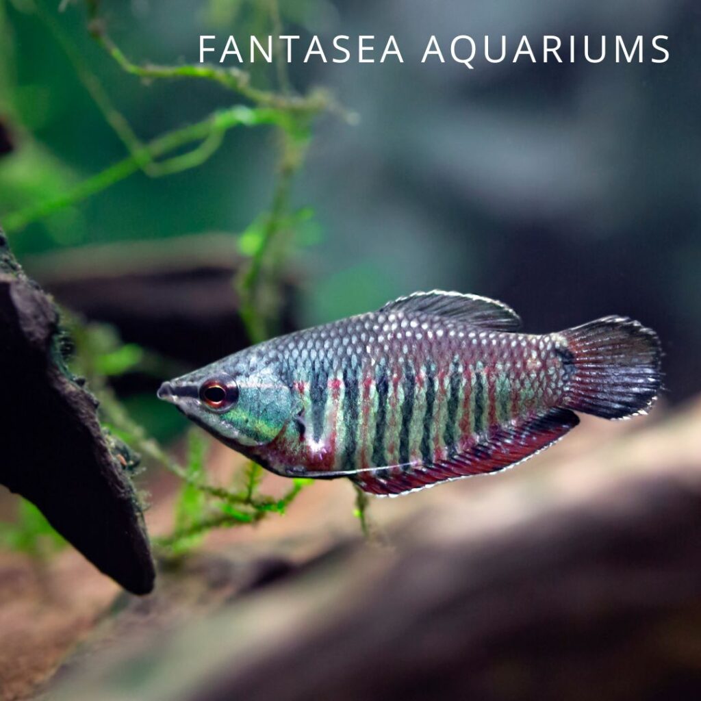 Samurai gourami fish in planted aquarium
