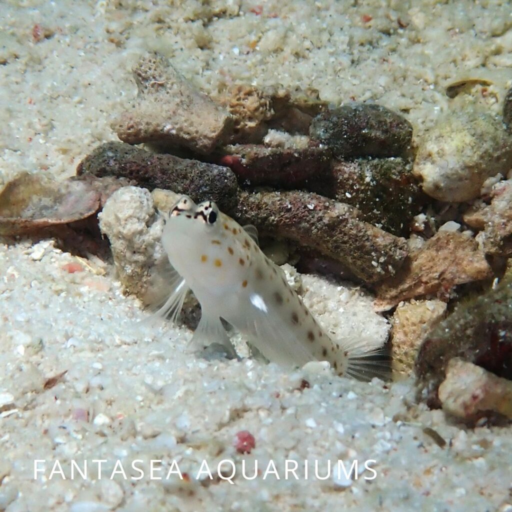 Shrimp goby fish sitting on ocean floor