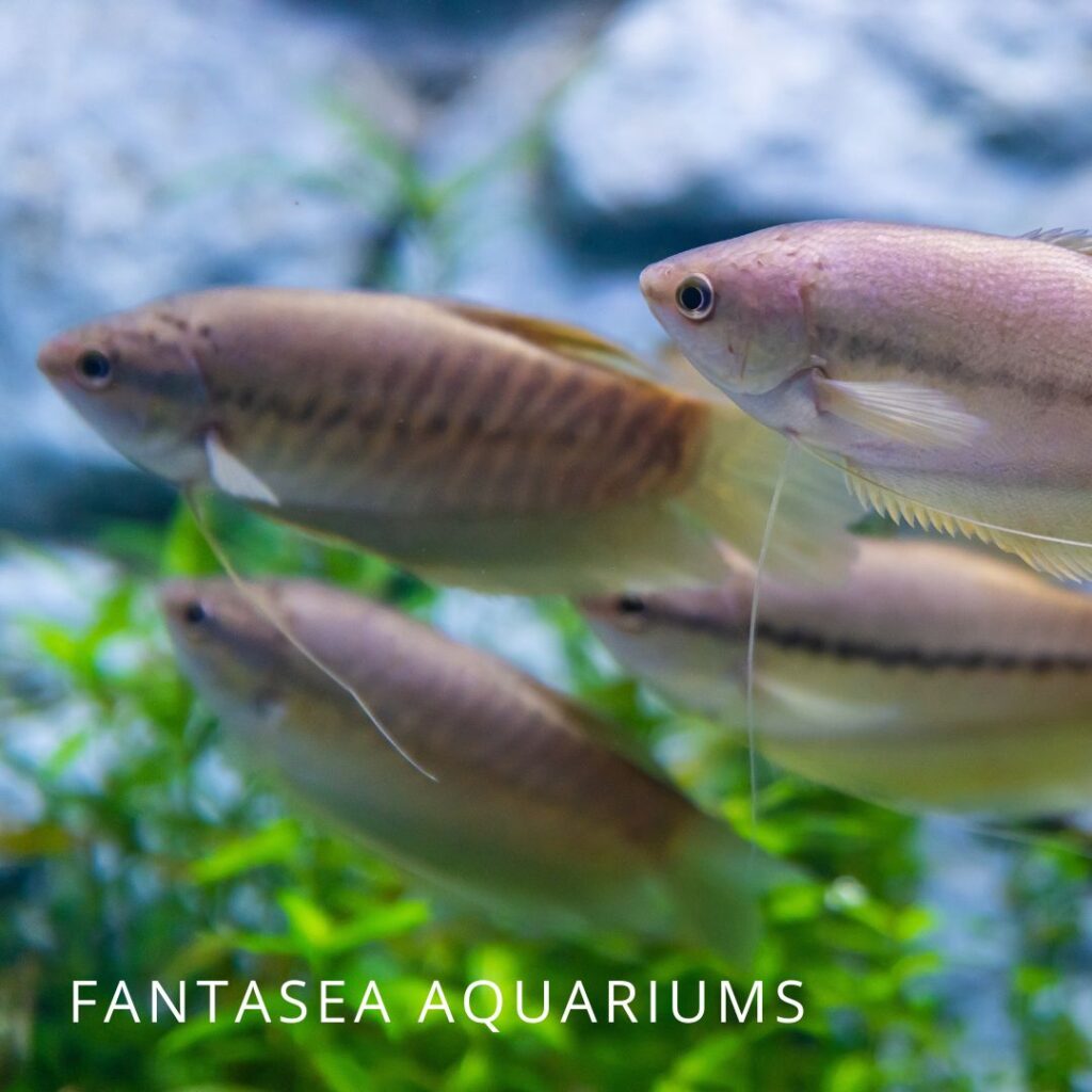 Group of snakeskin gourami fish in an aquarium