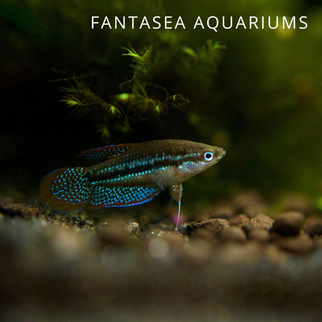 Sparkling gourami fish hiding under some moss in an aquarium
