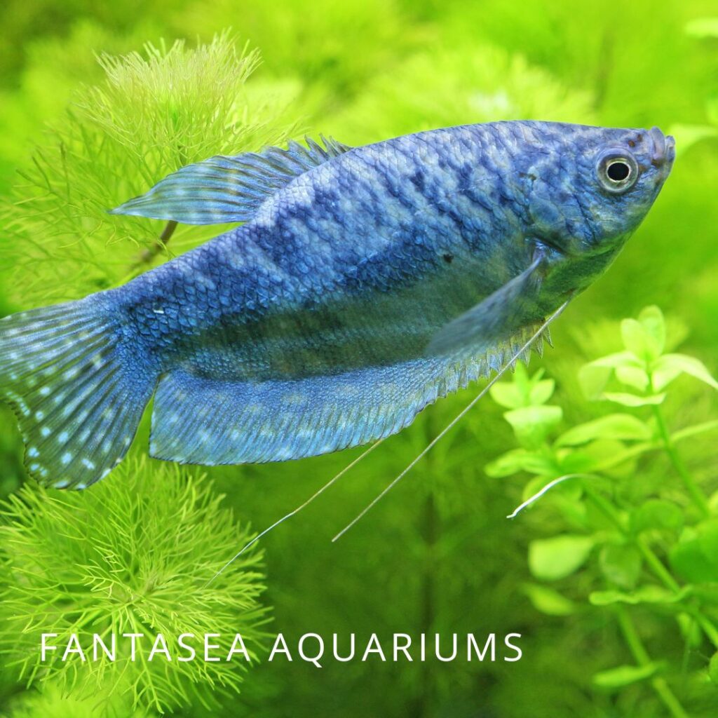 Blue three spot gourami fish in a densely planted aquarium