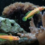 Two yasha goby fish in the aquarium