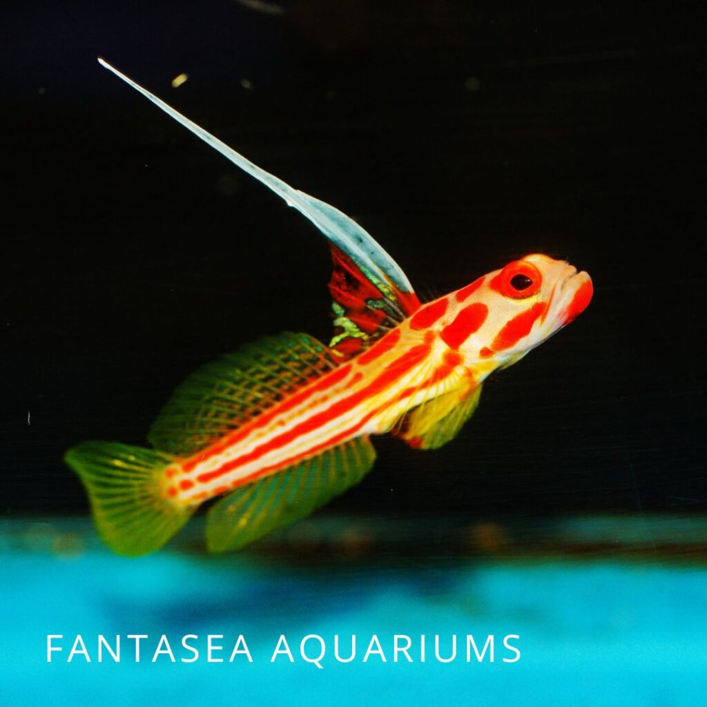 Yasha goby fish in an aquarium