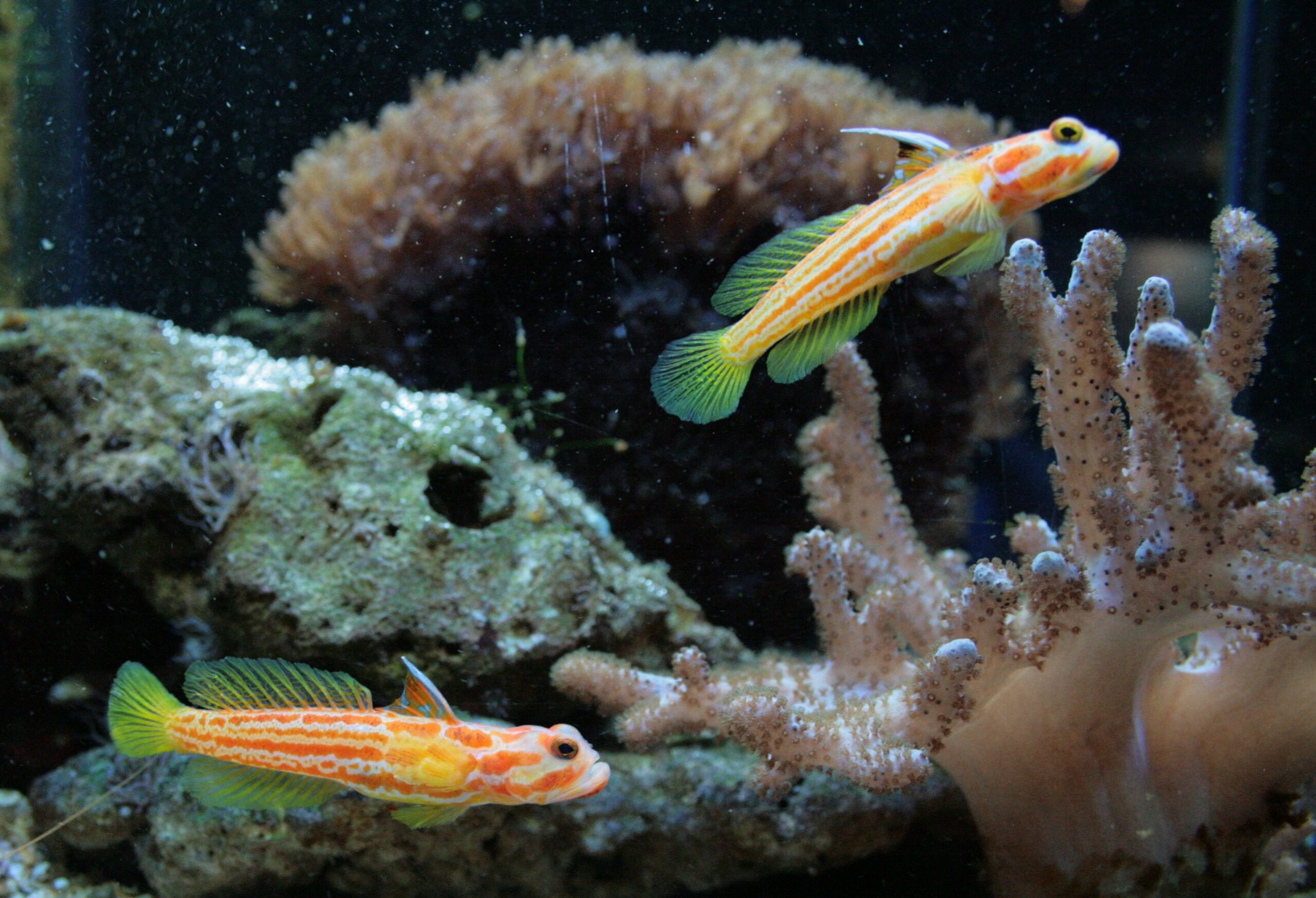 Two yasha goby fish in the aquarium
