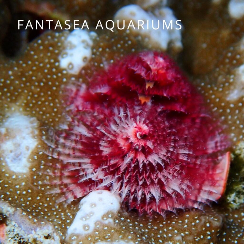 Pink Christmas tree worm (Spirobranchus) close-up on coral