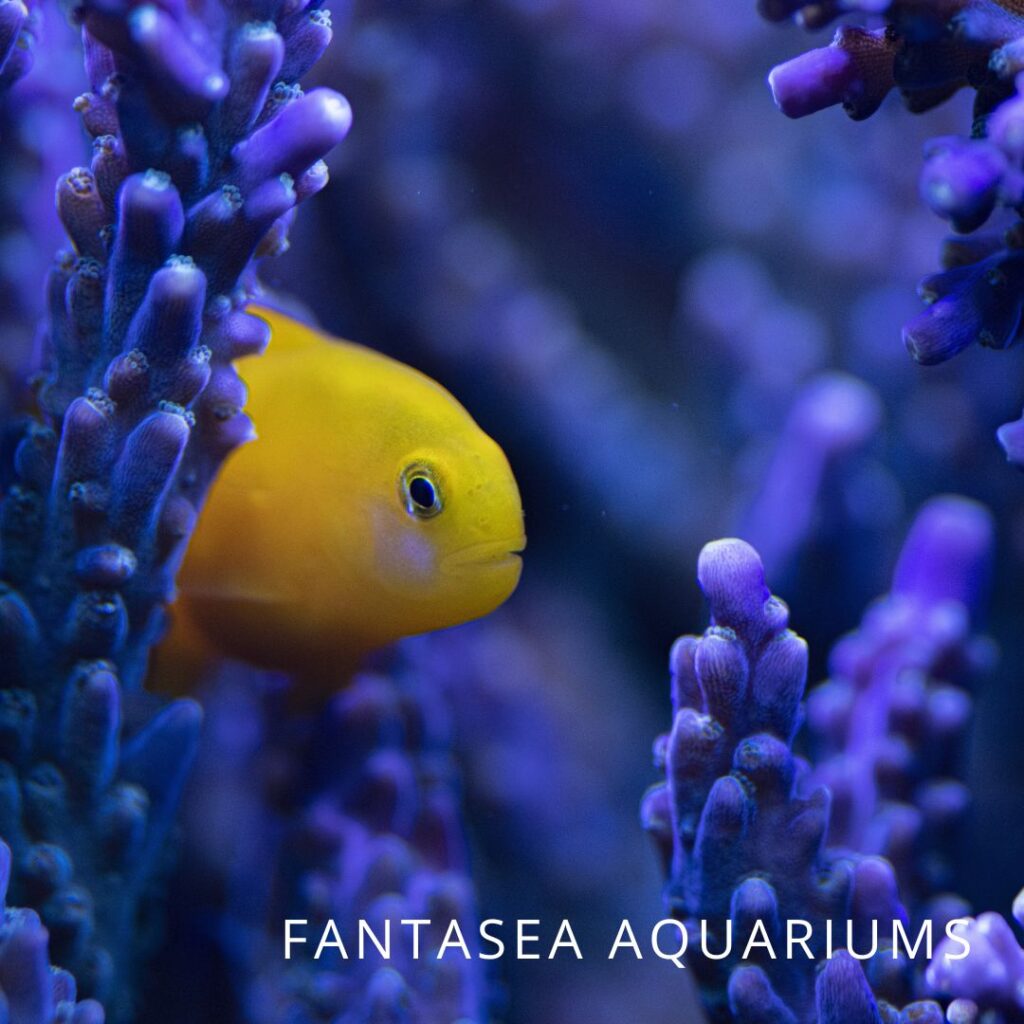 Gobiodon goby on coral