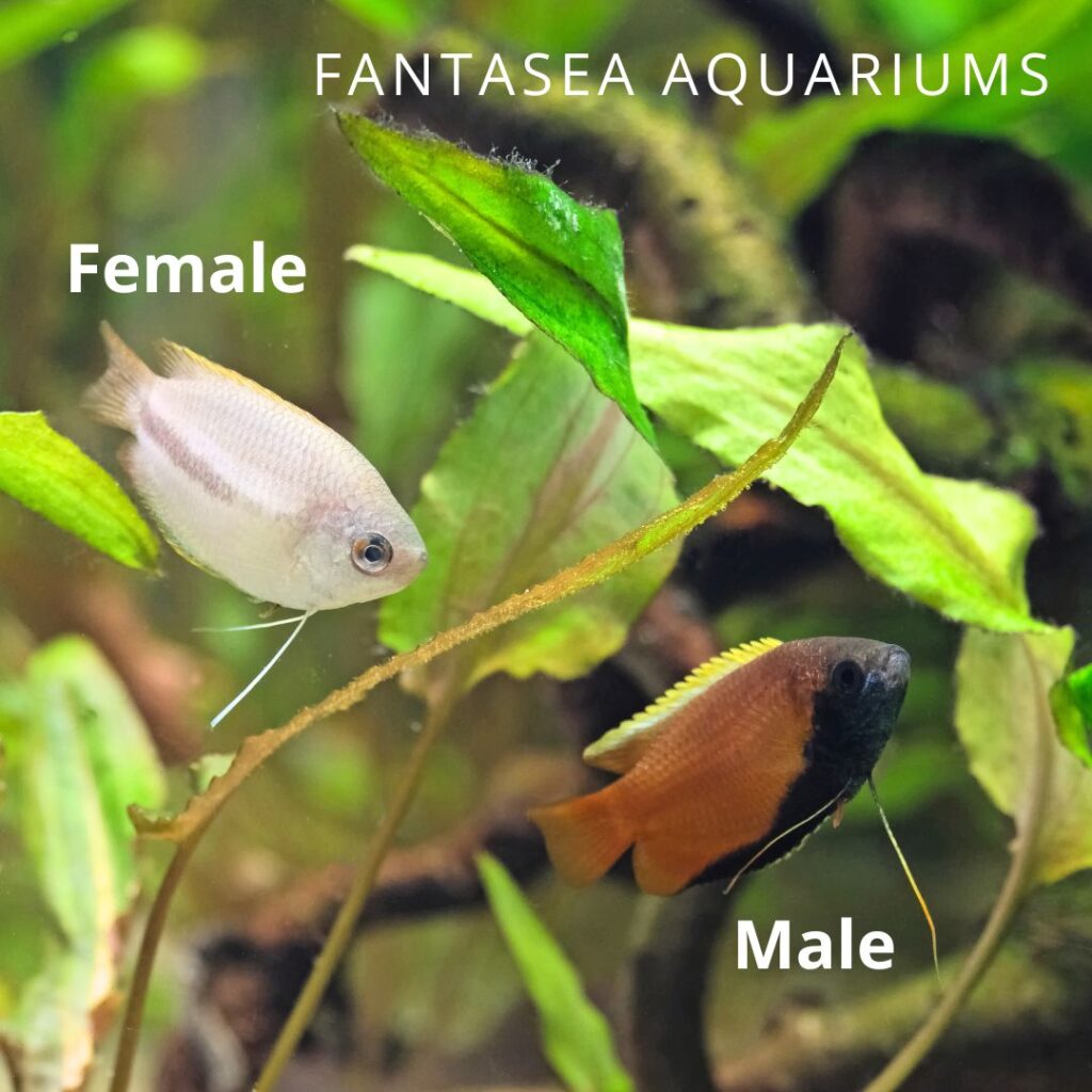 Honey gourami fish wild form female vs male