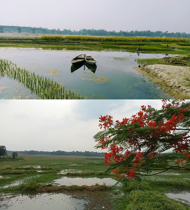 Honey gourami natural habitat: haor/beel in Bangladesh