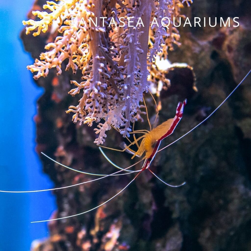 Skunk cleaner shrimp, Lysmata amboinensis, on a coral