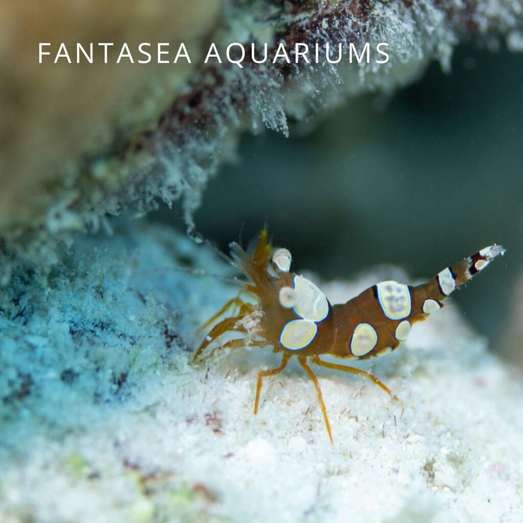 Squat anemone shrimp (Thor amboinensis)