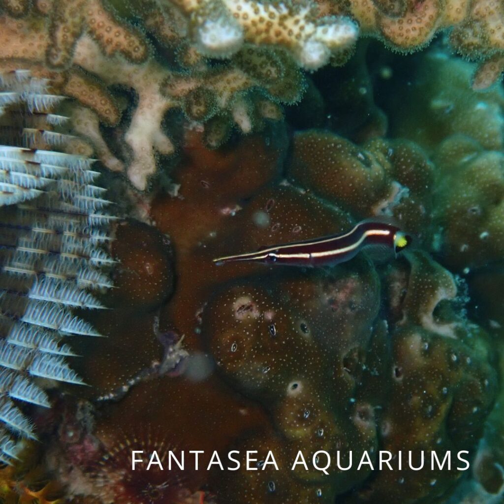Urchin clingfish surrounded by stony corals
