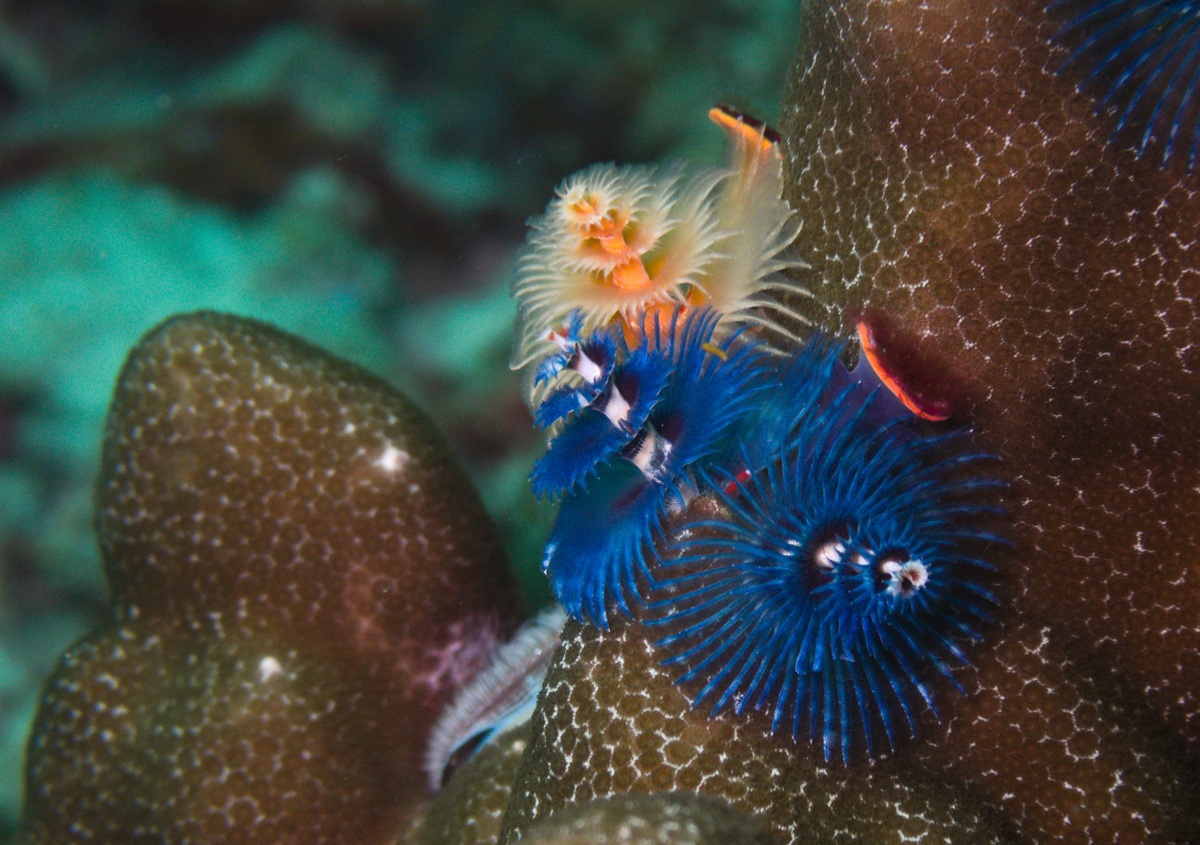 Christmas tree worms on Porites coral