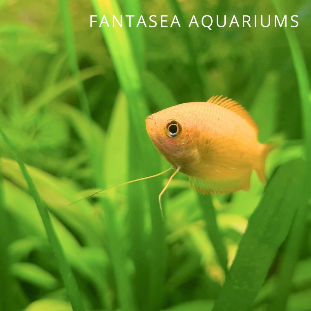 Honey gourami fish in a planted aquarium